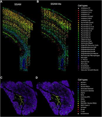 SSAM-lite: A Light-Weight Web App for Rapid Analysis of Spatially Resolved Transcriptomics Data